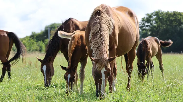 Aujourd’hui, l’élevage de Cerisy, sis à Cerisy-la-Forêt, dans la Manche, s’étend sur cent trente hectares.