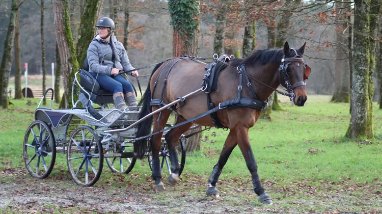 Treize meneurs des équipes de France d'attelage ont participé au stage fédéral d'hiver à Lamotte-Beuvron pour se perfectionner.