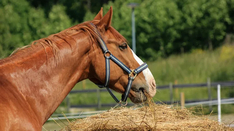 Particulièrement riche en fibres par nature, le fourrage doit représenter 80% de l’alimentation quotidienne du cheval.