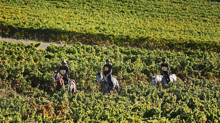Tous les chevaux sacrés champions du monde d’endurance l’an passé avec l’équipe de France, ont été formés sur le Cycle classique de la Société hippique française.