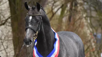 Diamantado a été sacré champion de l'approbation Holstein ce samedi.