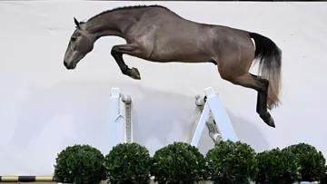 Eye of the Master : jeunes talents et embryons aux enchères lors du CSI 2* de Gent, le 10 février