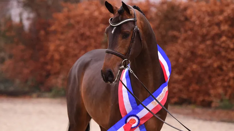 Corroniolo est le nouveau champion des étalons du Holstein