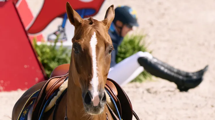 L'impensable chute d’Henrik von Eckermann au bout de la ligne rivière-vertical-oxer, placés en numéros 6, 7 et 8.
