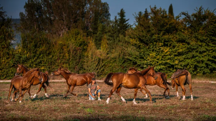 Le spectacle “Sueño”, “c’est l’histoire du rêve d’une vie avec les chevaux”, résume Frédéric Pignon.