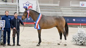 Mickaël Varliaud, l’homme à la tête du colossal élevage de Riverland, pose ici à gauche de Junesco de Riverland, sacré champion Selle Français des mâles de deux ans en 2021.
