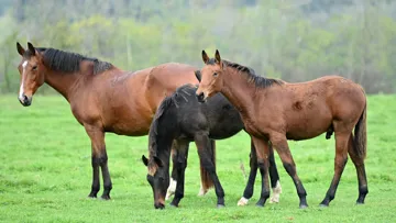 Les prairies de qualité offrent d’excellentes conditions d’élevage aux chevaux de la Loire. Ci-contre, Butterfly Aiguilly, mère du performer Crack d’Aiguilly.
