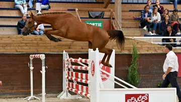 Sarina W van’t Studutch est issue de la même souche que le champion olympique Explosion W.