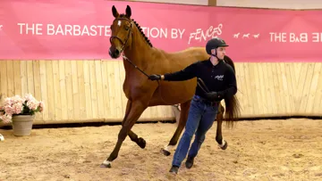 Izzi Top de la Noue a mis en valeur le travail de sélection de Philippe Lacaze, éleveur bien connu et respecté dans le Sud-Ouest.