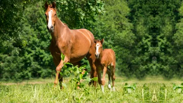 Scientifiquement, il est donc difficile de parler de génome parfait, d’autant que les qualités d’un cheval demeurent multiples et évolutives. 