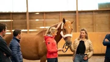 Séance d'Equicoaching - Equo coaching