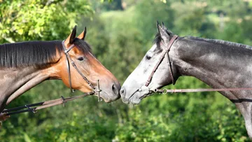 La loi impose aux propriétaires, à chaque changement du lieu de détention de leur cheval, de s’assurer que le nouveau détenteur possède bien, suivant le cas, le diplôme, l’expérience ou le certificat requis, ce qui n’est pas si simple dans les faits.
