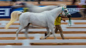 Les championnats, une fois reprogrammés, devraient avoir lieu au plus tard le 30 avril 2023. 