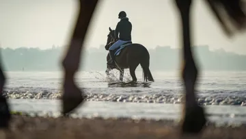 De quoi les chevaux de sport ont-ils besoin pour bénéficier d’un bon niveau de bien-être? Telle est la question.