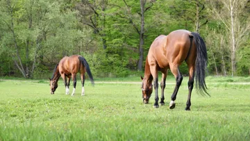 Le bien-être est l'un des défis de la décennie dans le monde de l'élevage