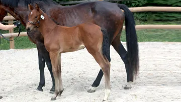 Poulain avec sa mère porteuse.