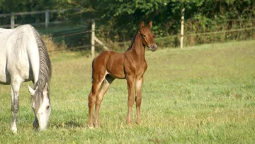 Bond JamesBond de Hay dans les prés de Plouër-sur-Rance, avec sa mère, Noya d’Orcival.