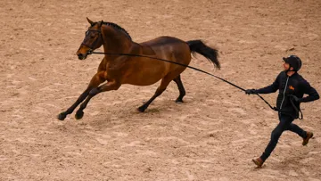 Travaillant sous le régime de la location, le haras de la Bouloye accueille cette année Chaplin, vainqueur de la finale de la Coupe du monde avec le Suisse Martin Fuchs en 2022.