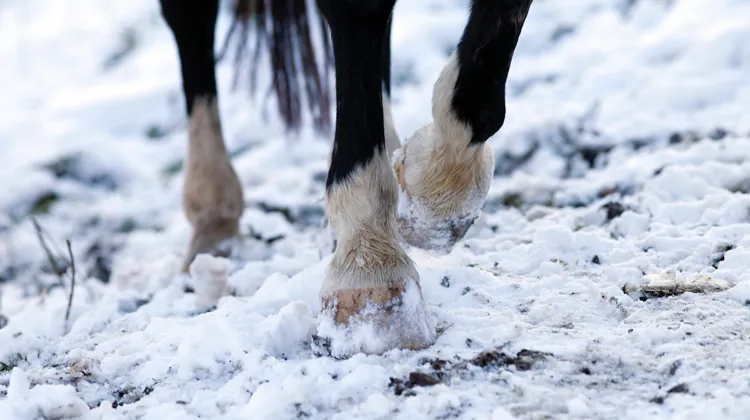 L’hiver, monter son cheval sur des sols adaptés est un moyen de prendre soin des articulations de son cheval.