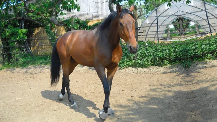 Cette nouvelle épizootie d’herpèsvirose a causé la mort de douze chevaux.