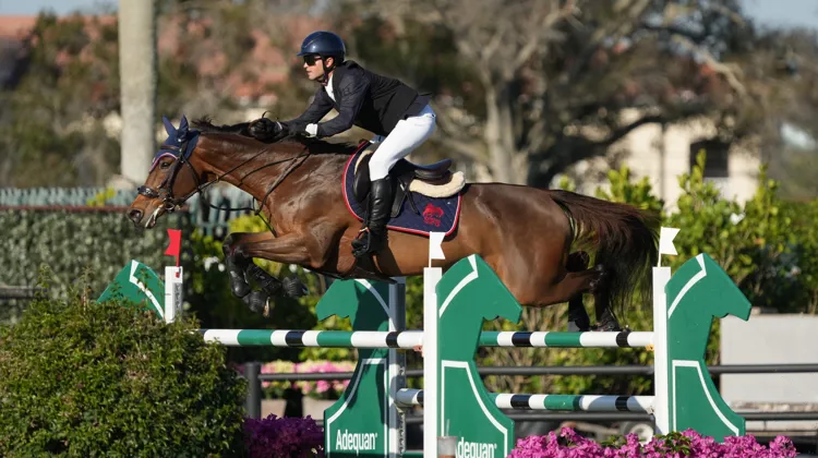 Belle de Muze HM a enchaîné les performances à Wellington avec Luis Fernando Larrazabal