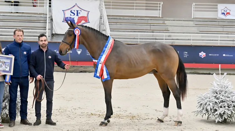 Mickaël Varliaud, l’homme à la tête du colossal élevage de Riverland, pose ici à gauche de Junesco de Riverland, sacré champion Selle Français des mâles de deux ans en 2021.