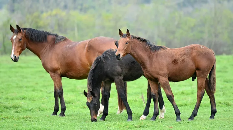 Les prairies de qualité offrent d’excellentes conditions d’élevage aux chevaux de la Loire. Ci-contre, Butterfly Aiguilly, mère du performer Crack d’Aiguilly.