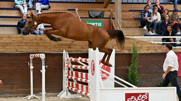 Sarina W van’t Studutch est issue de la même souche que le champion olympique Explosion W.