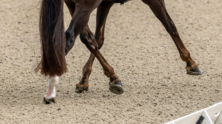 Le dressage poursuit sa quête de modernité