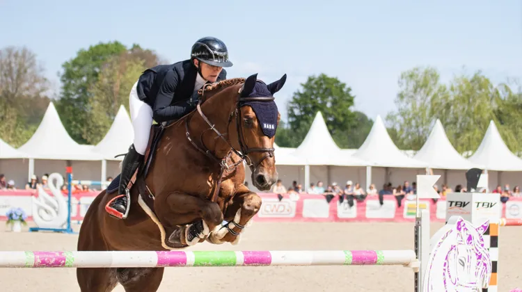 Depuis deux week-ends, Drako de Maugré révèle tout son potentiel sous la selle d'Alexandra Francart.