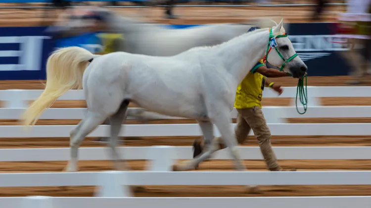 Les championnats, une fois reprogrammés, devraient avoir lieu au plus tard le 30 avril 2023. 