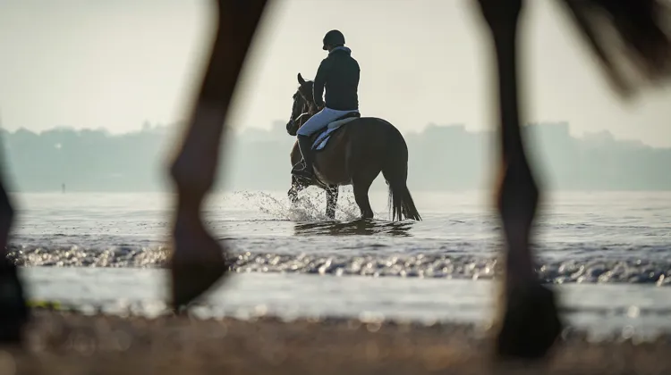 De quoi les chevaux de sport ont-ils besoin pour bénéficier d’un bon niveau de bien-être? Telle est la question.