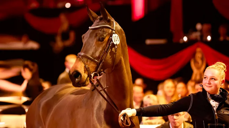 Chyazint est issue d’une souche ayant notamment donné Q Paravatti N, jument Estonienne de dix ans évoluant en Grands Prix à 1,60m avec le Britannique Jack Whitaker.