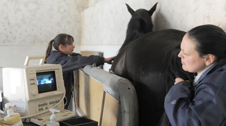 “Notre collaboration historique est fondée sur la confiance mutuelle”, disent aussi les organisations régulatrices de la reproduction du cheval de sport.