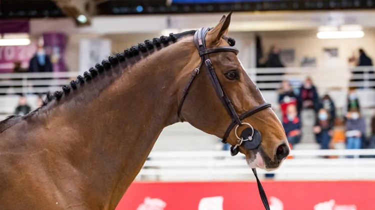 Le salon des étalons de Saint-Lô se tiendra du 17 au 19 février