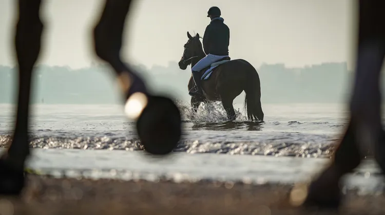 La semaine prochaine, on aura plaisir à revoir de grands champions de saut d’obstacles profiter de bains de mer matinaux, à l’occasion de l’incomparable Jumping international de La Baule.