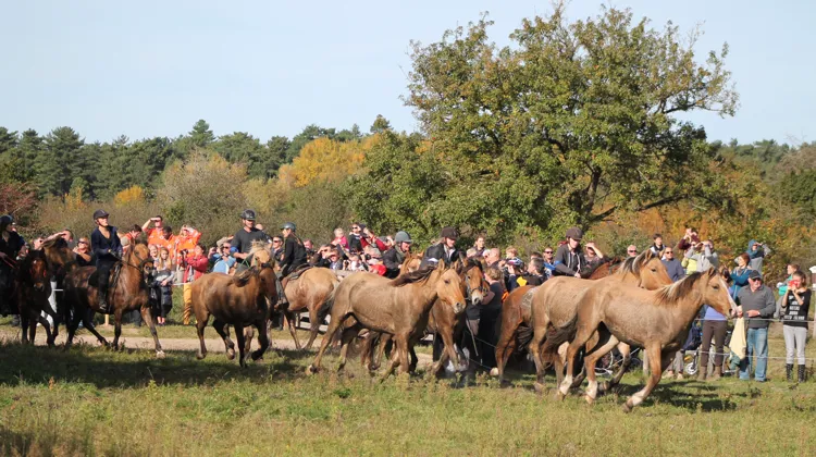 Ce grand rendez-vous automnal en Picardie rassemble toujours un très nombreux public.