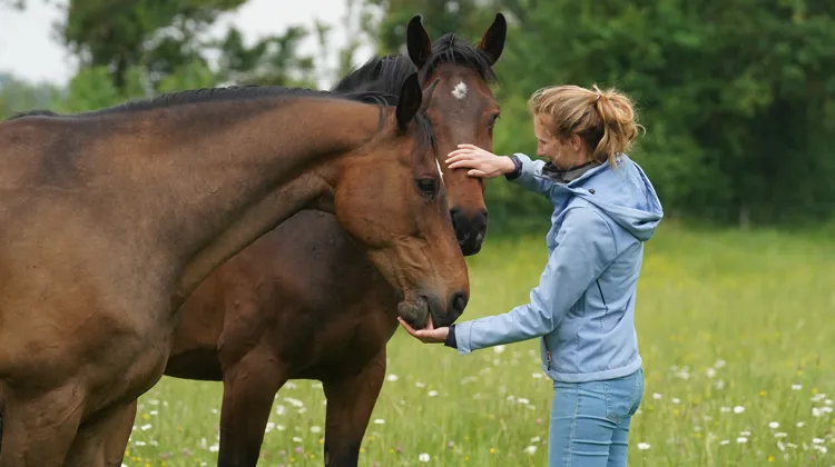 Près de trois quarts des chevaux observés par Romane Phélipon sortent au moins six fois par semaine en liberté.