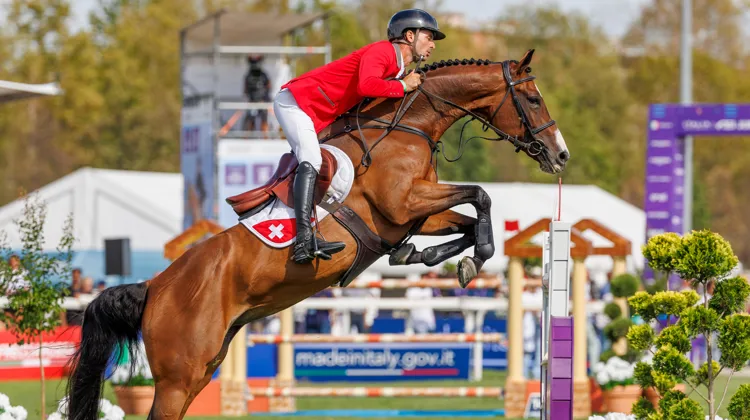 Dynamix de Bélhème a été l'une des cinq Selle Français à obtenir une médaille d'or en grand championnat cette année, et la seule à réaliser cette performance en individuel.