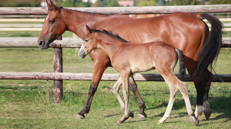 Poulain en compagnie de sa mère porteuse.