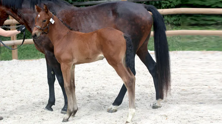 Poulain avec sa mère porteuse.