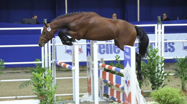 Promis à une belle carrière, Vigo Cécé avait été sacré champion de France des mâles de trois ans, en 2012