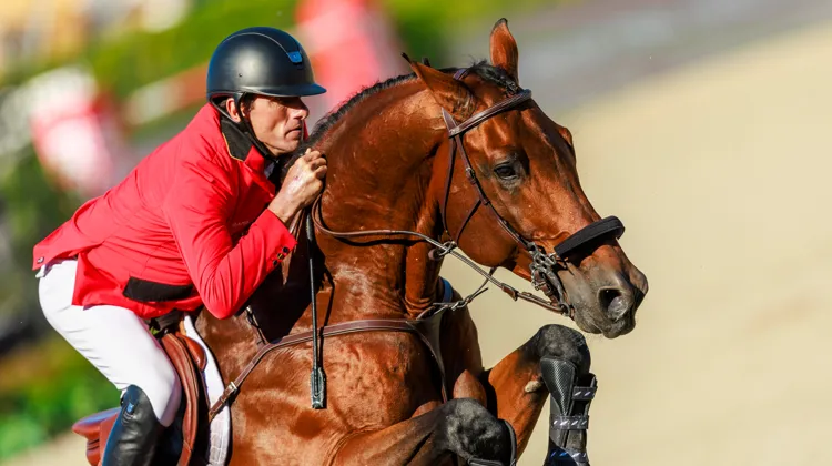  Figure de proue des écuries de Grégory Wathelet, ici à la finale des Coupes des nations Longines de Barcelone, Bond JamesBond de Hay est le deuxième poulain qu’a fait naître Jean-Luc L’Helgouarc’h.