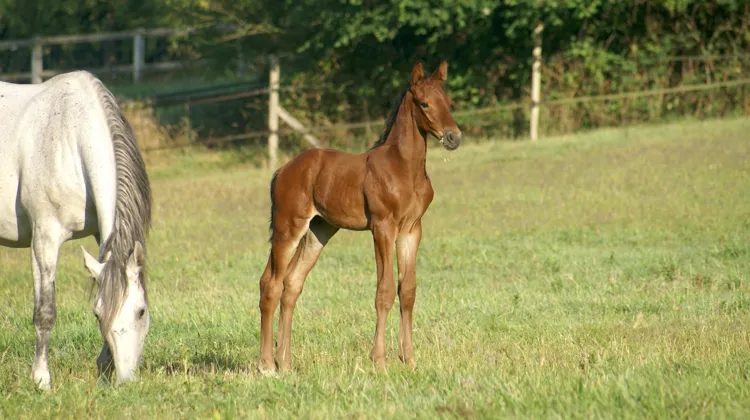 Bond JamesBond de Hay dans les prés de Plouër-sur-Rance, avec sa mère, Noya d’Orcival.