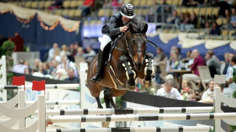 Après avoir vécu une carrière sportive sous la selle de la Belge Karline de Brabander, ici à Munich, en 2015, Elvis ter Putte est devenu un reproducteur à succès.