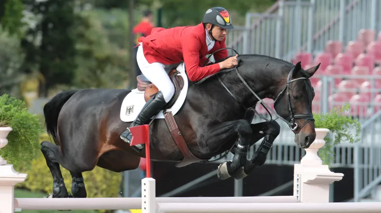 Sur le SIRE, les données concernant Montender, sacré champion d’Europe en 2005 à San Patrignano avec l’Allemand Marco Kutscher et réputé subfertile, sont si variables d’une année à l’autre qu’il semble difficile de se forger une opinion définitive à son sujet.