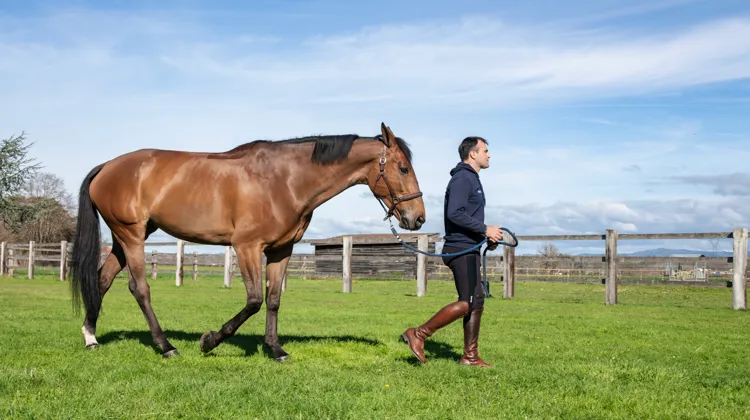 Avec la fantastique Dorai d’Aiguilly*GL events, qu’il a fait naître chez lui, à Vougy, Olivier Perreau a connu une trajectoire singulière, jusqu’à devenir l’un des espoirs français pour les Jeux olympiques de Paris.