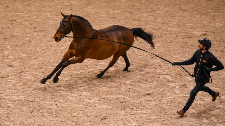 Travaillant sous le régime de la location, le haras de la Bouloye accueille cette année Chaplin, vainqueur de la finale de la Coupe du monde avec le Suisse Martin Fuchs en 2022.