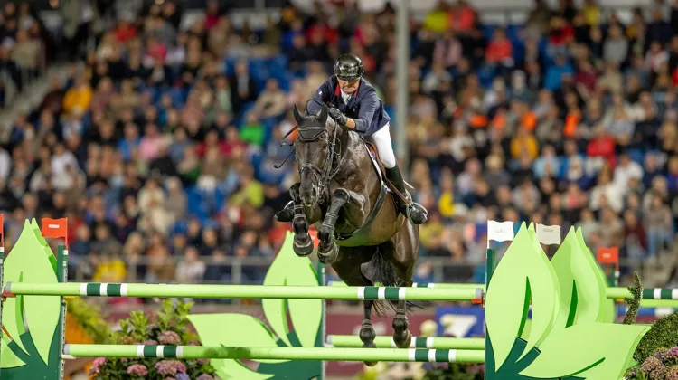 Ayant foulé les plus belles pistes de compétition avec Nicolas Delmotte, notamment celle d’Aix-la-Chapelle, Ilex VP vit peut-être sa dernière saison sportive.