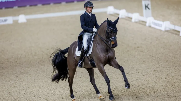 En France, le porte-drapeau de la descendance de Totilas s’appelle Gotilas du Feuillard, en lice pour les Jeux olympiques de Paris avec Corentin Pottier.